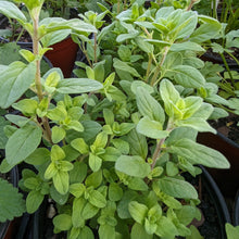 Load image into Gallery viewer, Marjoram