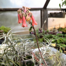Load image into Gallery viewer, Mother of Millions Kalanchoe