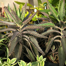 Load image into Gallery viewer, Mother of Millions Kalanchoe