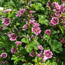 Load image into Gallery viewer, Malva 'Zebrina'