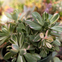 Load image into Gallery viewer, Aeonium 'Suncup'