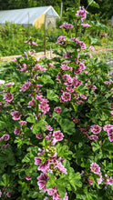 Load image into Gallery viewer, Malva 'Zebrina'