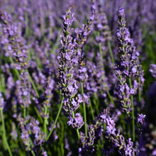 Load image into Gallery viewer, Lavender 'Phenomenal'