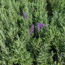 Load image into Gallery viewer, Lavender - Munstead