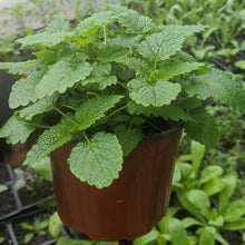 Load image into Gallery viewer, Lemon Balm