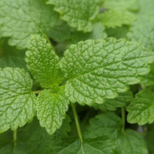 Load image into Gallery viewer, Lemon Balm