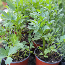 Load image into Gallery viewer, Lovage