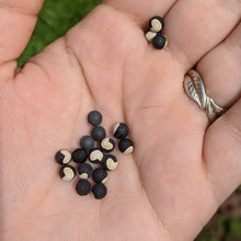 Load image into Gallery viewer, Love-in-a-Puff - Heartseed Vine