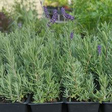 Load image into Gallery viewer, Lavender - Munstead