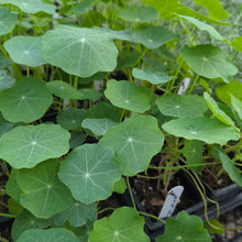 Load image into Gallery viewer, Nasturtium