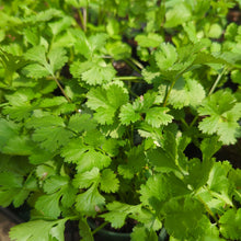 Load image into Gallery viewer, Cilantro