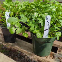 Load image into Gallery viewer, Cilantro