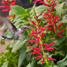 Load image into Gallery viewer, Pineapple Sage