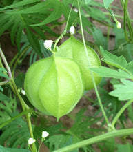 Load image into Gallery viewer, Love-in-a-Puff - Heartseed Vine