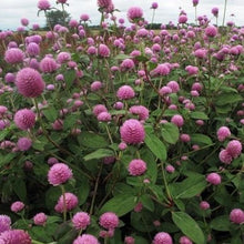 Load image into Gallery viewer, Gomphrena