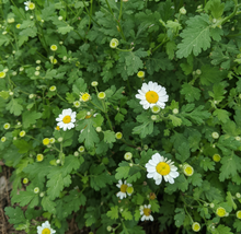 Load image into Gallery viewer, Feverfew