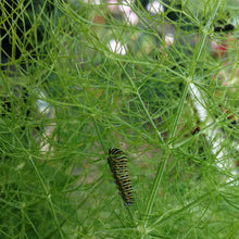 Load image into Gallery viewer, Fennel