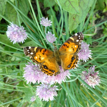 Load image into Gallery viewer, Chives