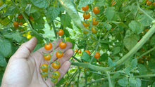 Load image into Gallery viewer, Vegetable Plants - Tomatoes