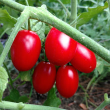 Load image into Gallery viewer, Vegetable Plants - Tomatoes