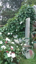 Load image into Gallery viewer, Moonflower Vine