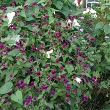 Load image into Gallery viewer, Gomphrena