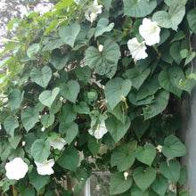 Load image into Gallery viewer, Moonflower Vine