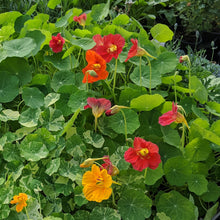 Load image into Gallery viewer, Nasturtium