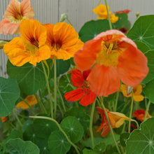 Load image into Gallery viewer, Nasturtium