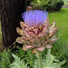 Load image into Gallery viewer, Artichoke