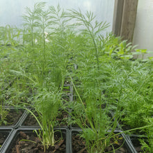 Load image into Gallery viewer, Dill