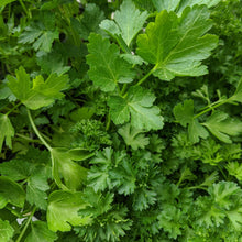 Load image into Gallery viewer, Parsley