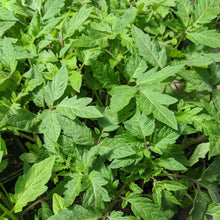 Load image into Gallery viewer, Vegetable Plants - Tomatoes