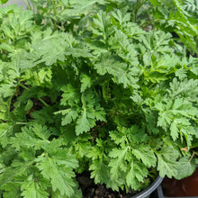 Load image into Gallery viewer, Feverfew 'Tetra'