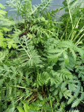 Load image into Gallery viewer, Tansy