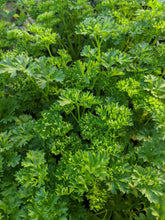 Load image into Gallery viewer, Parsley