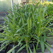 Load image into Gallery viewer, Cornflowers