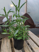 Load image into Gallery viewer, Brazilian Verbena (Verbena Bonariensis)