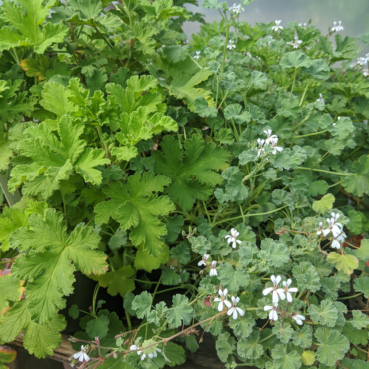 Scented Geraniums – Grace and Gratitude Farm