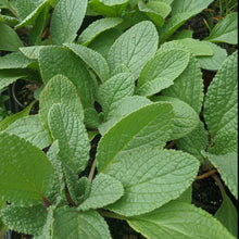 Load image into Gallery viewer, Borage