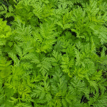 Load image into Gallery viewer, Sweet Annie