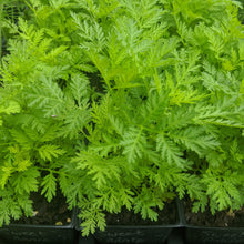 Load image into Gallery viewer, Sweet Annie