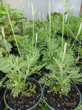 Load image into Gallery viewer, Lavender - Fernleaf Lavender