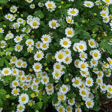 Load image into Gallery viewer, Feverfew 'Tetra'
