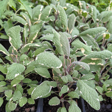 Load image into Gallery viewer, Sage 'Tricolor'