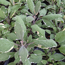 Load image into Gallery viewer, Sage 'Tricolor'