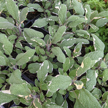 Load image into Gallery viewer, Sage 'Tricolor'