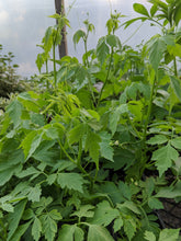 Load image into Gallery viewer, Love-in-a-Puff - Heartseed Vine