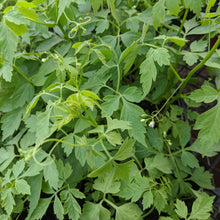 Load image into Gallery viewer, Love-in-a-Puff - Heartseed Vine