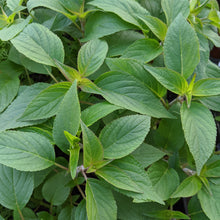 Load image into Gallery viewer, Pineapple Sage